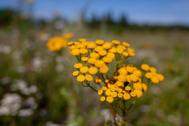 노란색 탠시 꽃 Tanacetum vulgare 일반적인 탠시 비터 버튼