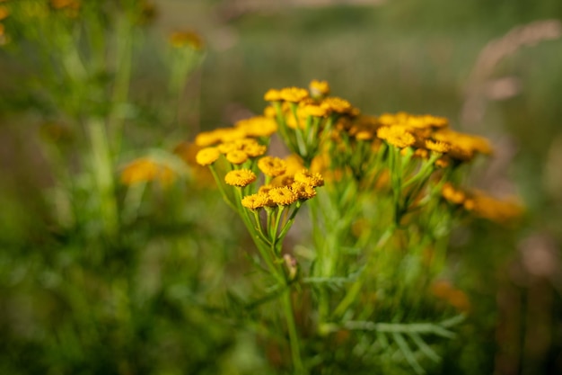 노란색 탠시 꽃 Tanacetum vulgare 일반적인 탠시 비터 버튼