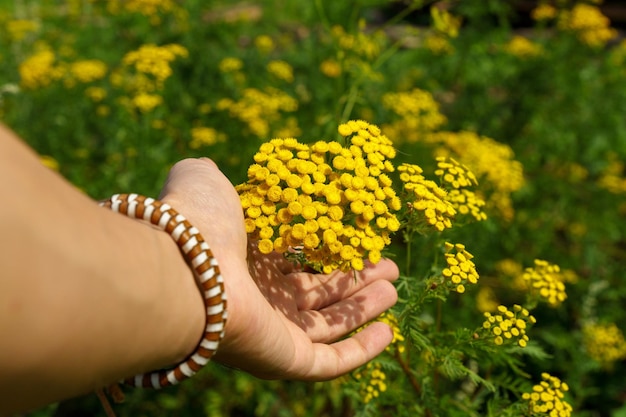 黄色のタンジーの花タンセタム オカダンゴムシ一般的なタンジー植物牛苦いまたは金色のボタン選択と集中