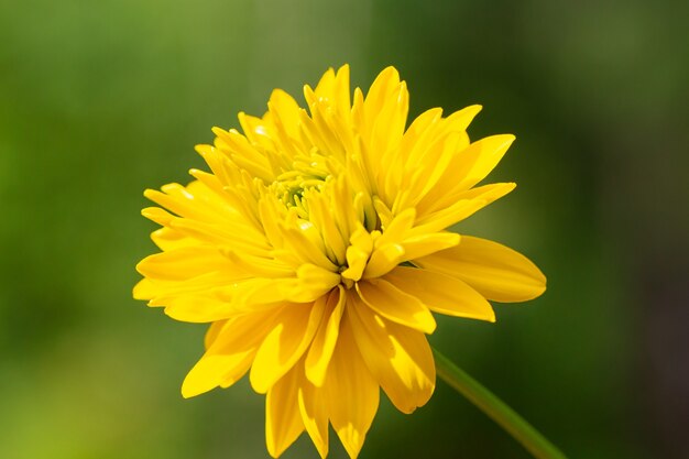 Yellow terry rudbeckia is a golden ball on a natural green background.