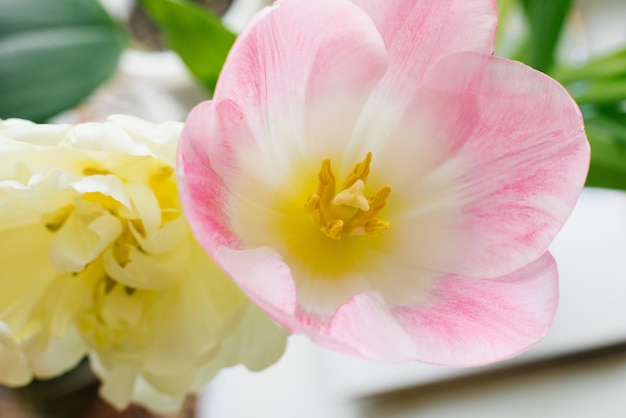 Primavera gialla in spugna e primo piano rosa e bianco del tulipano. sfondo floreale per un grande spazio. biglietto d'auguri