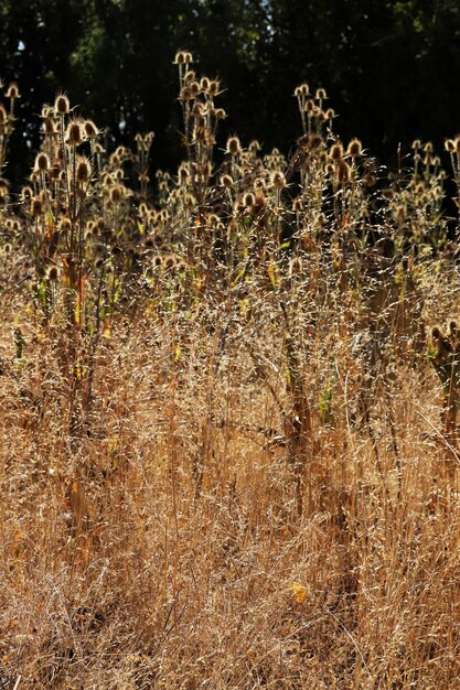 Yellow thistles in the fall