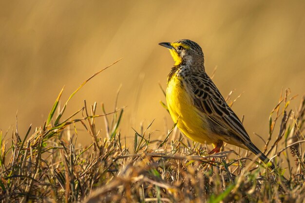 Yellow-throated longclaw with catchlight perched on grass