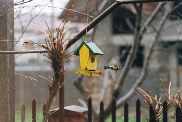 写真 飛行中の黄色い乳房 雨の中の食べ物を持った飼い主