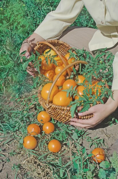 Yellow tomatoes still on the growing on a bush Fresh yellow tomatoes on ground Womans hands harvesting tomatoes in garden