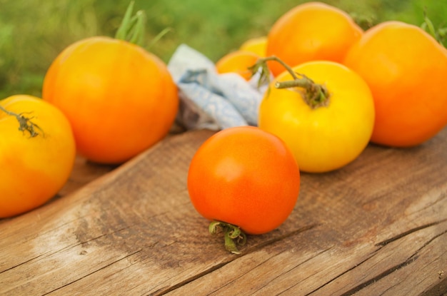 Yellow tomatoes on wooden table and plantations background Slow living lifestyle