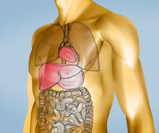 Yellow and transparent digital body with organs