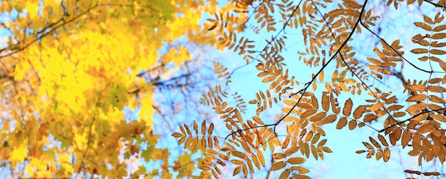 黄色の木の冠の背景の上、雄大な紅葉