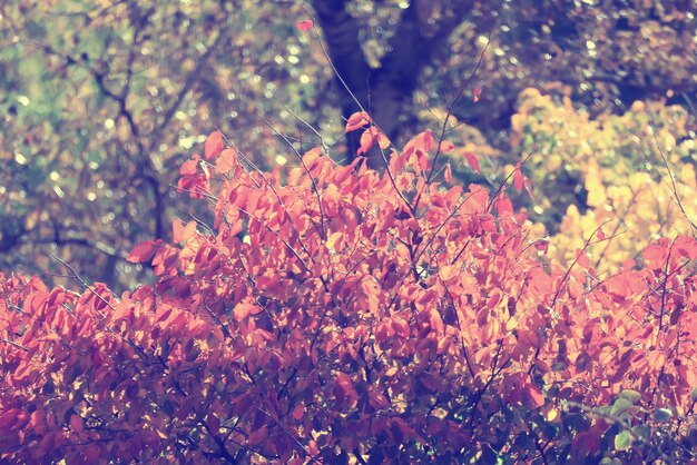 黄色の木の冠の背景の上、雄大な紅葉