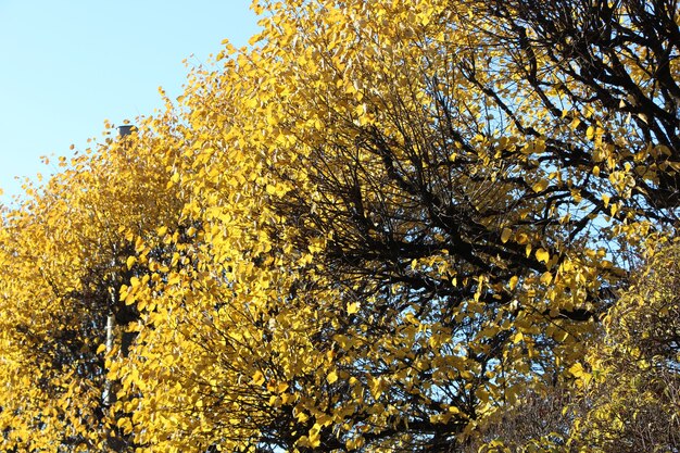 Yellow tree crowns as background or texture