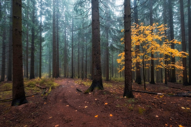 Yellow tree in a foggy autumn forest in the north