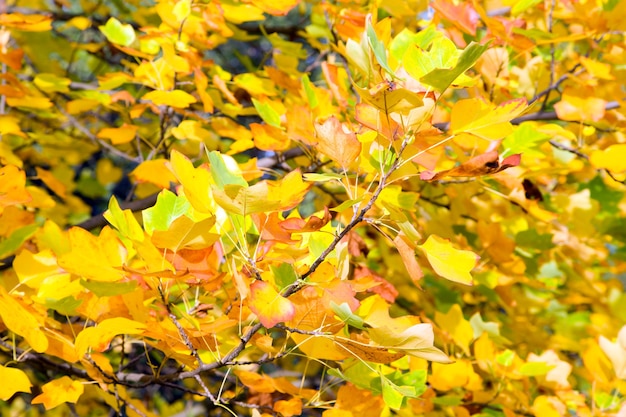 Yellow tree foliage natural autumn background