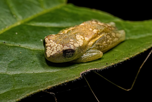 Yellow Tree Frog