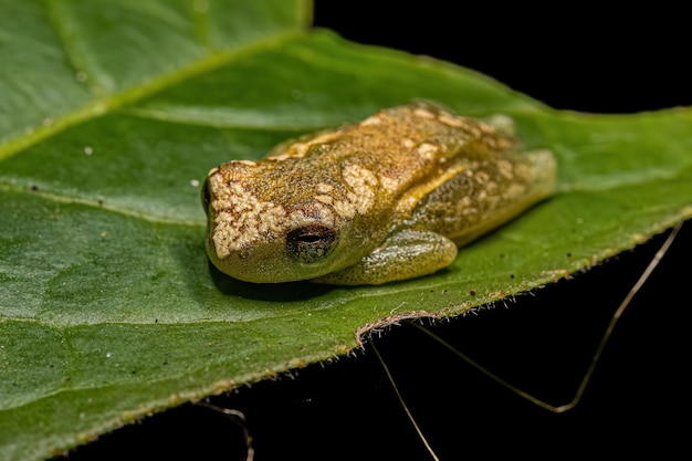 Yellow Tree Frog