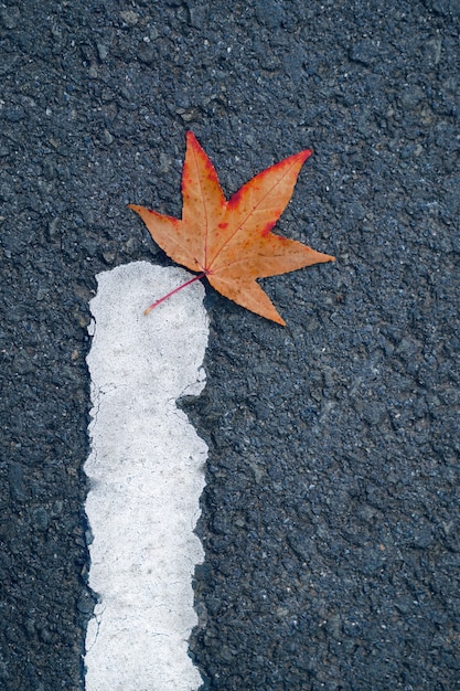 Yellow tree leaf on a road