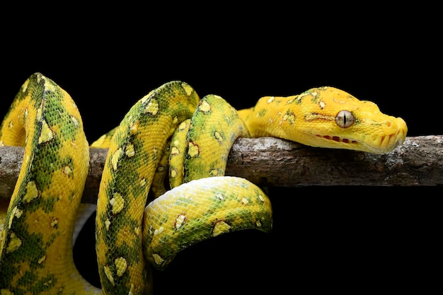 A yellow tree python is resting on a branch