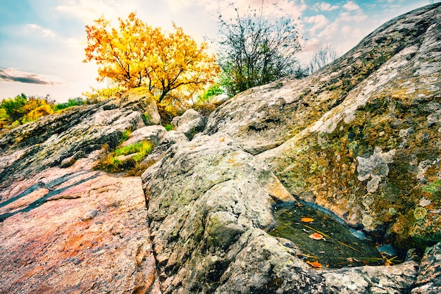Yellow tree on the rocks with a puddle