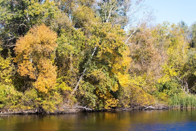 Yellow trees in autumn by the river