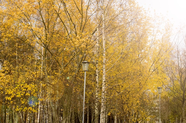 Yellow trees in autumn forest close up