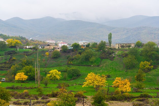 Yellow trees on a green meadow in the village