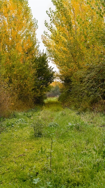 雨の日の森の黄色い木々と緑の小道