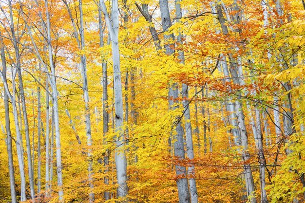写真 秋の森の黄色い木