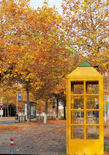 Photo yellow and trees in park during autumn