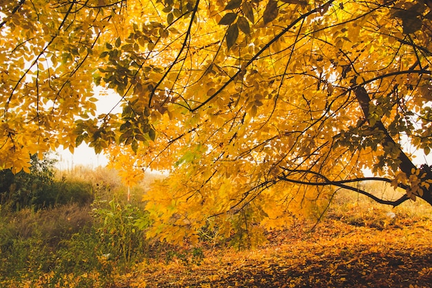 Yellow trees in quiet park. Autumn concept. 