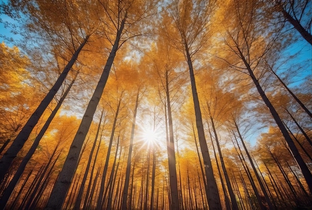 어안 렌즈 스타일의 화창한 가을날 숲 속의 햇빛에 노란 나무