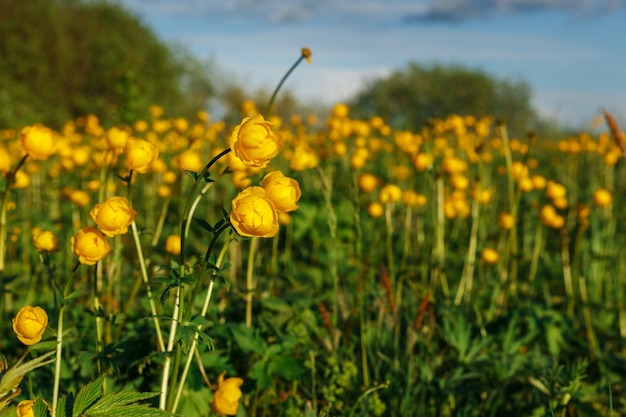 Yellow trollius europaeus the common name of some species is globeflower or globe flower wild plant