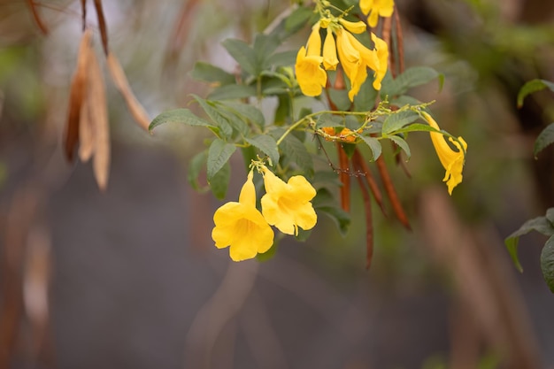 写真 tecoma stans 種の黄色いトランペットの花の木