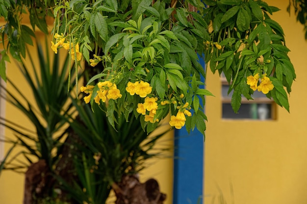 Yellow Trumpet Floweres Tree of the species Tecoma stans