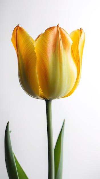 Yellow tulip against a white background