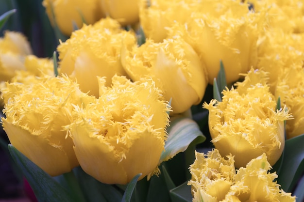 желтые тюльпаны бутоны махровые тюльпаны