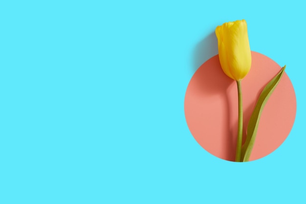 yellow tulip in a circle on a blue free background for text creative banner with a flower