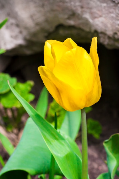 Yellow tulip closeup closeup