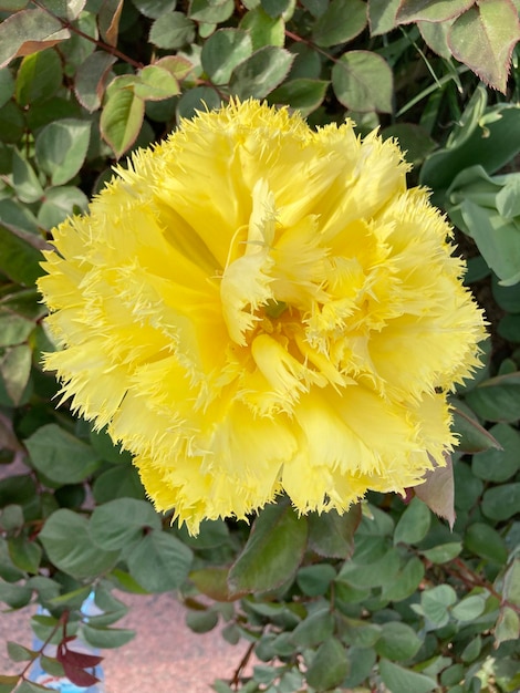 yellow tulip Exotic Sun close up