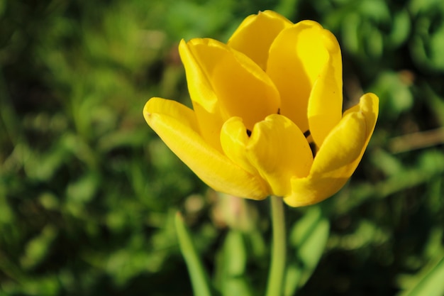 yellow tulip flower on blurred green grass background