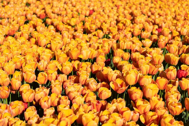 Yellow tulip flower field with colorful natural background blooming