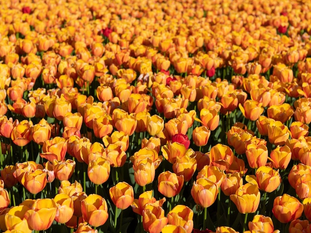 カラフルな自然の背景の春の花と黄色のチューリップの花畑