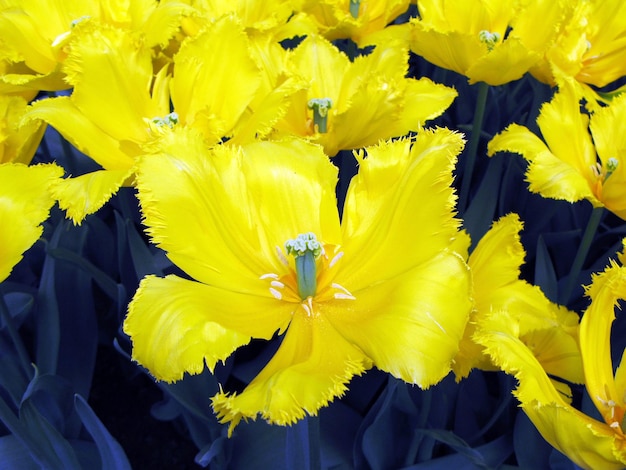 Yellow tulip flower of an unusual shape, very beautiful, close-up, spring flowers