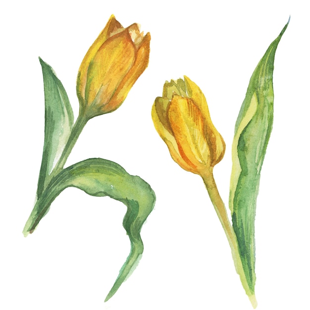 Yellow tulip flower Watercolor botanical drawing Isolated on white background