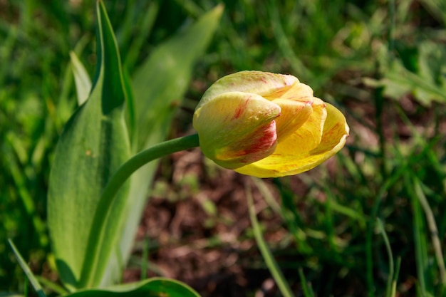 Yellow tulip on flowerbed in garden