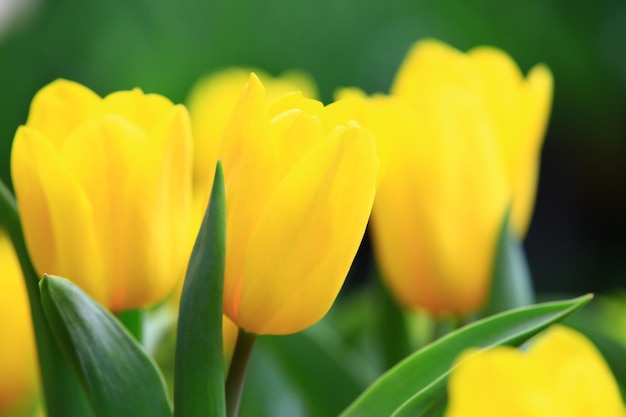 Premium Photo | Yellow tulip flowers blooming in the garden with green ...