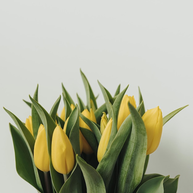 Yellow tulip flowers bouquet on white background Minimalist elegant aesthetic floral composition