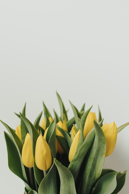 Yellow tulip flowers bouquet on white background Minimalist elegant aesthetic floral composition