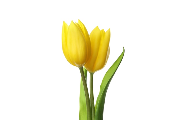 Yellow tulip flowers isolated on white background