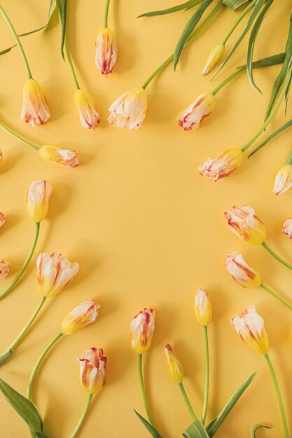 Yellow tulip flowers on yellow