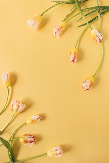 Yellow tulip flowers on yellow