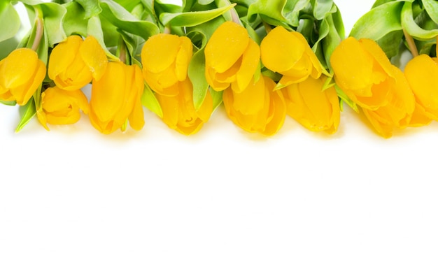 Yellow tulip flowers